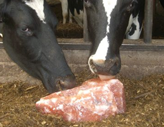 Natural Lick Blocks